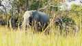 African elephant walks through the grass in Pom-Pom island private game reserve in Okavango delta, Botswana, Africa Royalty Free Stock Photo
