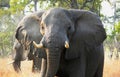 African elephant walks through the grass in Pom-Pom island private game reserve in Okavango delta, Botswana, Africa Royalty Free Stock Photo