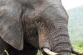 A close-up of an African elephant walking Royalty Free Stock Photo