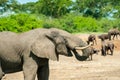 African Elephant Royalty Free Stock Photo