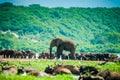 African Elephant Royalty Free Stock Photo