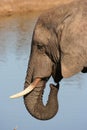 African Elephant at water hole Royalty Free Stock Photo