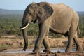 African Elephant at Waterhole Royalty Free Stock Photo