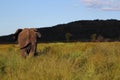 African Elephant in Welgevonden