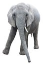 African elephant on white background