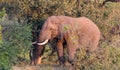 African elephant in the wild