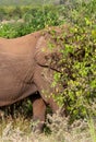 African elephant in the wild