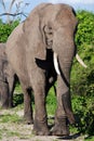 African elephant in wild savanna( Botswana) Royalty Free Stock Photo