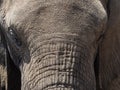 Closeup of elephants face Royalty Free Stock Photo