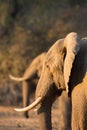 African Elephant (Loxodonta africana) in duplicate Royalty Free Stock Photo