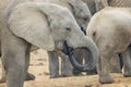 African elephant young calf drinking at waterhole,