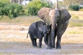 African Elephant, Zimbabwe, Hwange National Park