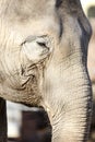 African elephant at the zoo Royalty Free Stock Photo