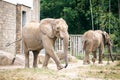 African elephant in Zoo.