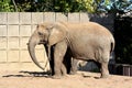 African elephant