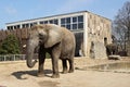 African elephant