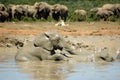 African elephants