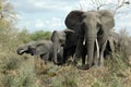 African Elephants Royalty Free Stock Photo