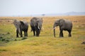 African elephants Royalty Free Stock Photo