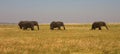 African Elephants Royalty Free Stock Photo