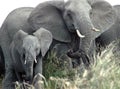 African elephants Royalty Free Stock Photo