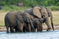 African elephants