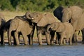 African elephants