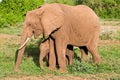 African elephants