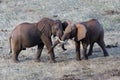 African Elephants