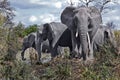 African Elephants Royalty Free Stock Photo