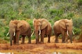 African elephants Royalty Free Stock Photo