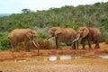 African elephants Royalty Free Stock Photo