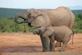 African elephants, Addo