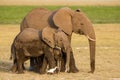 African Elephants, Amboseli, Kenya Royalty Free Stock Photo