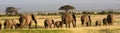 African elephants, Amboseli National Park, Kenya Royalty Free Stock Photo