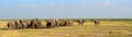 African elephants, Amboseli National Park, Kenya Royalty Free Stock Photo