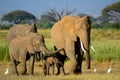 African elephants, Amboseli National Park, Kenya Royalty Free Stock Photo