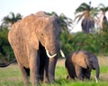 African elephants, Amboseli National Park, Kenya Royalty Free Stock Photo