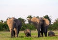 African elephants, Amboseli National Park, Kenya Royalty Free Stock Photo