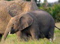 African elephants, Amboseli National Park, Kenya Royalty Free Stock Photo