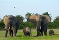 African elephants, Amboseli National Park, Kenya Royalty Free Stock Photo