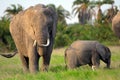 African elephants, Amboseli National Park, Kenya Royalty Free Stock Photo