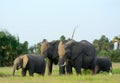 African elephants, Amboseli National Park, Kenya Royalty Free Stock Photo
