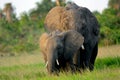 African elephants, Amboseli National Park, Kenya Royalty Free Stock Photo