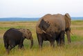 African elephants, Amboseli National Park, Kenya Royalty Free Stock Photo