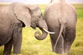 African elephants in Amboseli National Park. Kenya, Africa Royalty Free Stock Photo