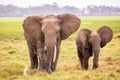 African elephants in Amboseli National Park. Kenya, Africa Royalty Free Stock Photo