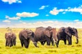 African elephants in Amboseli National Park. Kenya, Africa Royalty Free Stock Photo