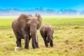 African elephants in Amboseli National Park. Kenya, Africa Royalty Free Stock Photo