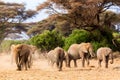 African elephants in Amboseli National Park. Kenya, Africa Royalty Free Stock Photo